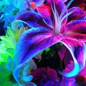 Meet your Posher, Destiny